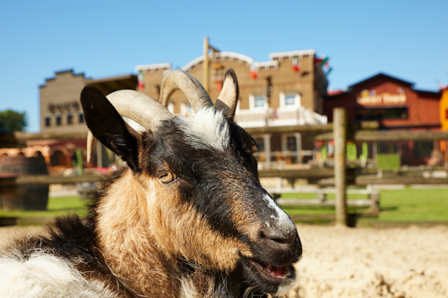 PonyparkCity Kinderboerderij